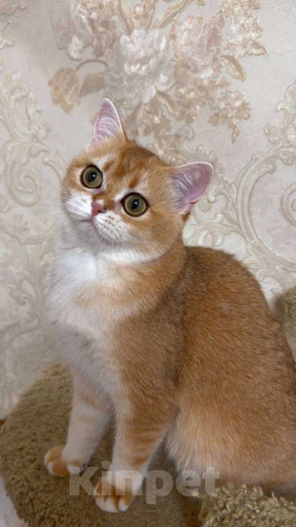 Кошки в Москве: Эсмеральда Девочка, 25 000 руб. - фото 4