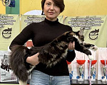 Кошки в Краснодаре: Котенок мейн-кун с шоу темпераментом  Мальчик, 30 000 руб. - фото 4