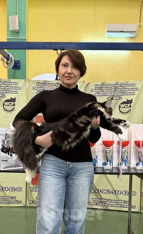 Кошки в Краснодаре: Котенок мейн-кун с шоу темпераментом  Мальчик, 30 000 руб. - фото 4