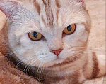 Кошки в Москве: Котика выкинули Мальчик, Бесплатно - фото 4