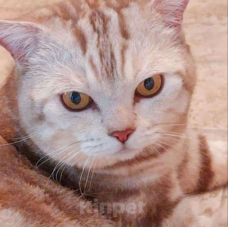 Кошки в Москве: Котика выкинули Мальчик, Бесплатно - фото 4