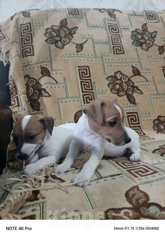 Собаки в Москве: Прода Джек Рассел терьер  Девочка, 15 000 руб. - фото 3