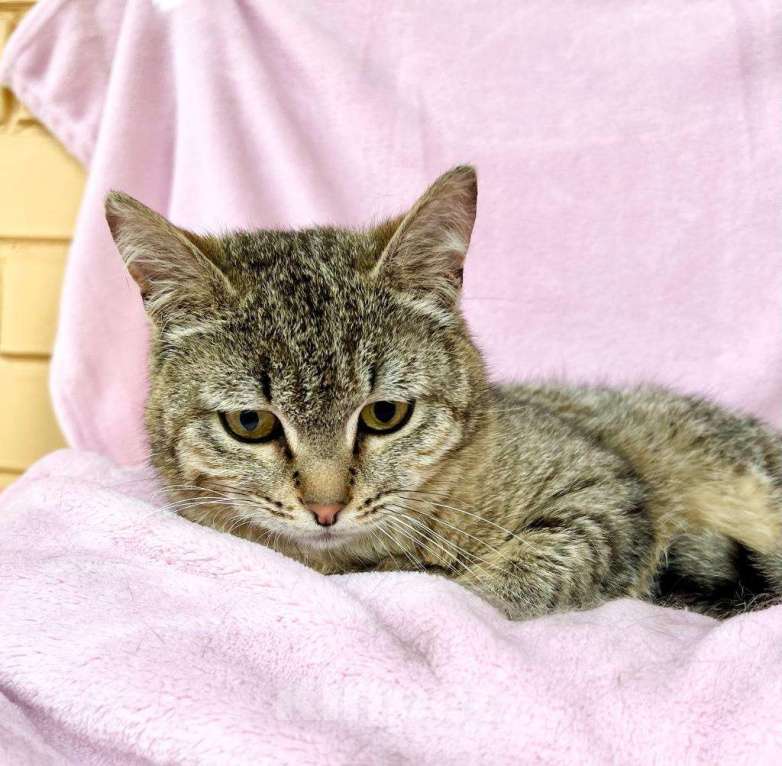 Кошки в Москве: Хома - кот, который делает погоду в доме! В добрые руки Мальчик, Бесплатно - фото 3