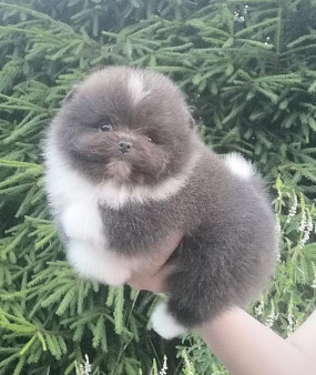 Голубой с белым