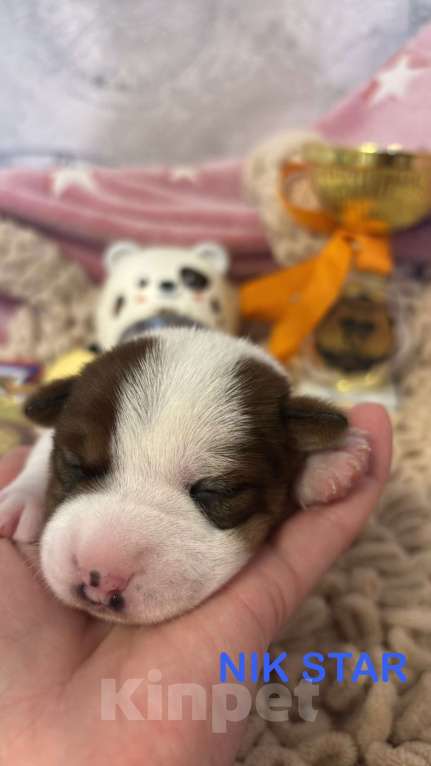 Собаки в Москве: Щенок джек-рассел-терьер от титулованных родителей  Мальчик, 40 000 руб. - фото 1