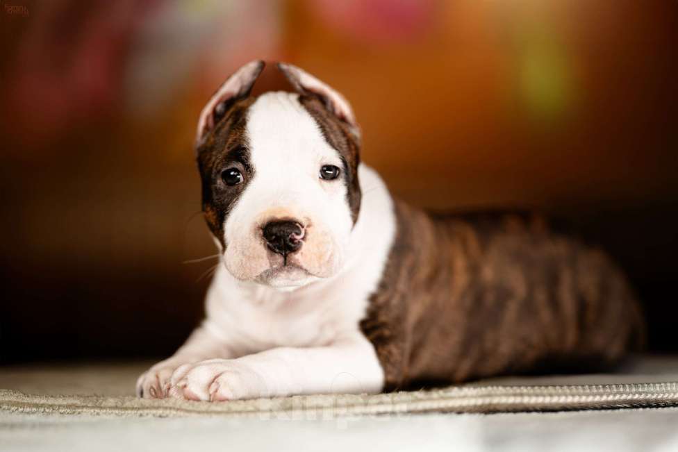 Собаки в Москве: Яркий уютный Сахарок для самого любящего сердца. Мальчик, 100 000 руб. - фото 5