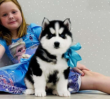 Хаски Щенки Разных окрасов