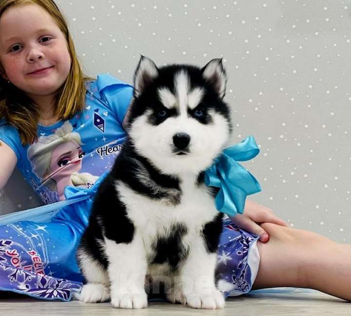 Собаки в Курске: Хаски Щенки Разных окрасов Разнополые, Бесплатно - фото 1