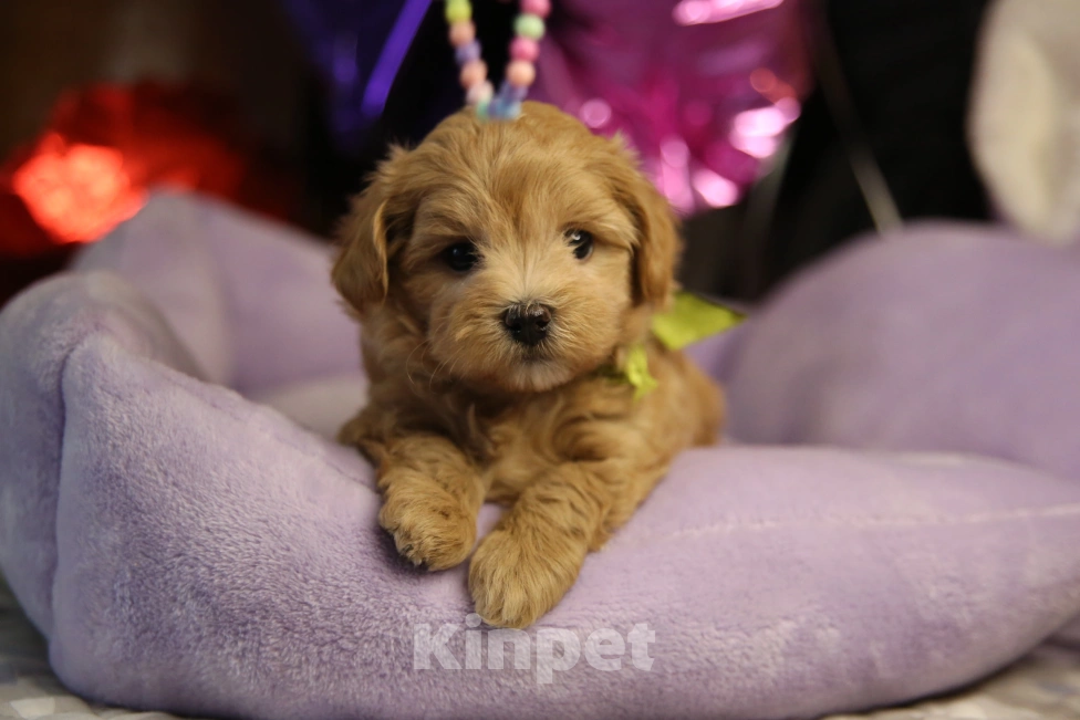 Собаки в Санкт-Петербурге: Мальчик мини Мальтипу f1  Мальчик, 135 000 руб. - фото 4