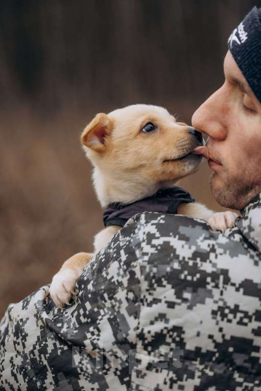 Собаки в Москве: Щенок в добрые руки Мальчик, Бесплатно - фото 6