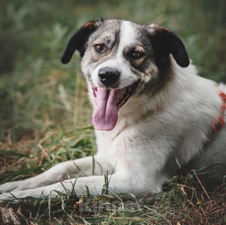 Собаки в Москве: Игривый пёс Дьюк из приюта Мальчик, Бесплатно - фото 1