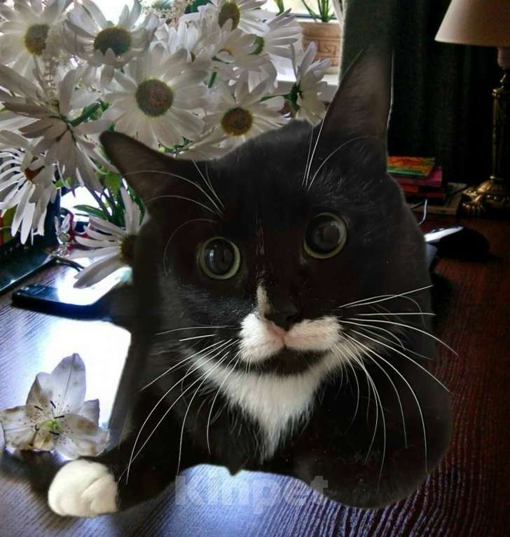 Кошки в Санкт-Петербурге: Кошечка Кайси 1 год, стерилизована Девочка, Бесплатно - фото 4