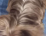 Собаки в Курске: Цветной йорк Мальчик, 25 000 руб. - фото 3