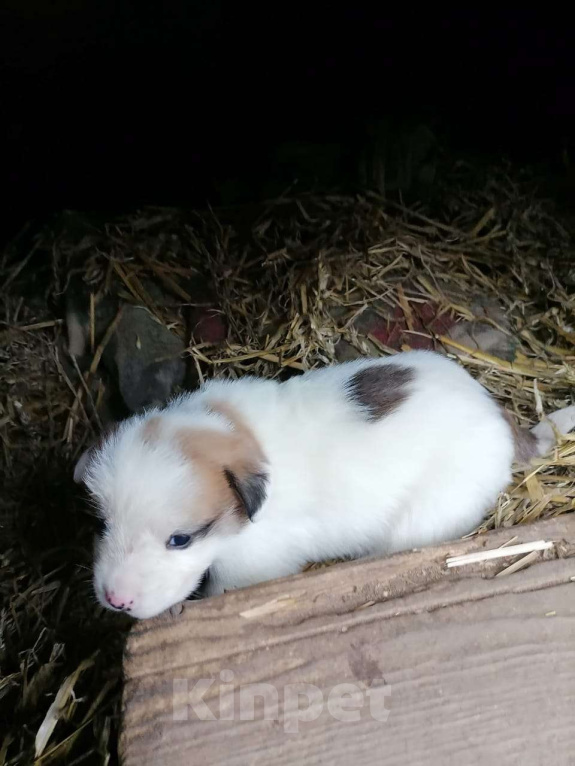 Собаки в других городах Ленинградской области: Щенок-девочка Девочка, Бесплатно - фото 2