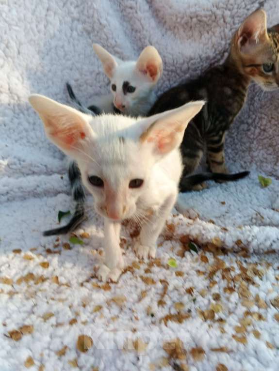 Кошки в Москве: Ориентальный мальчик, ванн Мальчик, 50 000 руб. - фото 10