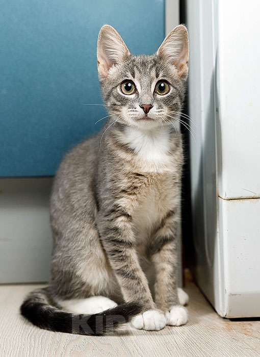 Кошки в Москве: Котёнок Листик, полосатый ангелочек ищет дом Мальчик, 10 руб. - фото 2