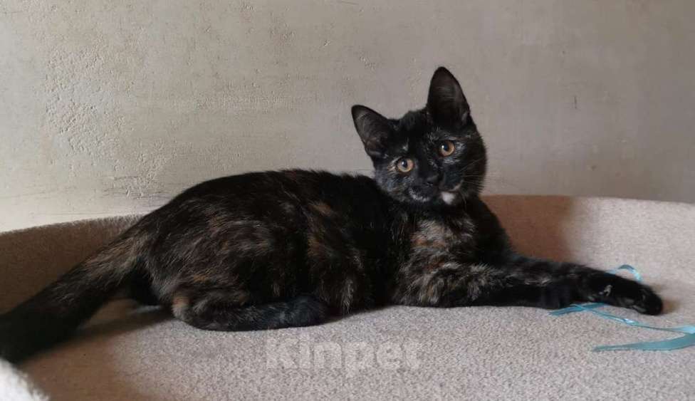 Кошки в Москве: Ласковая 4 мес малышка Шуня в добрые руки Девочка, Бесплатно - фото 6