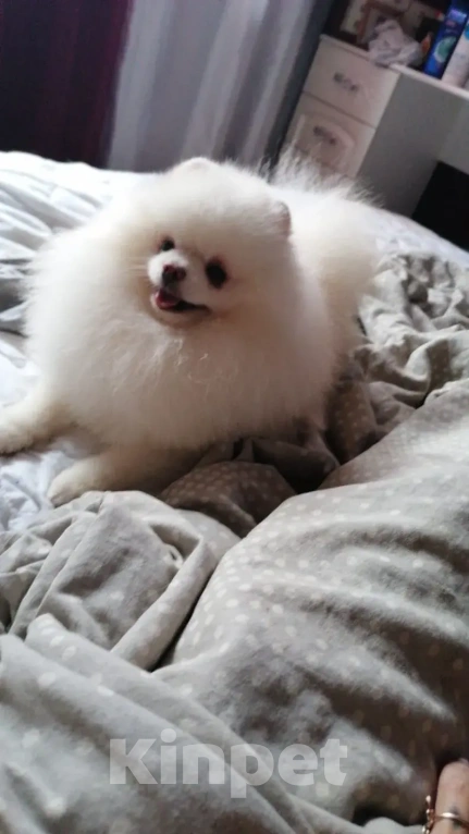 Собаки в Северске: Вязка мальчика с девочкой Мальчик, 7 000 руб. - фото 1