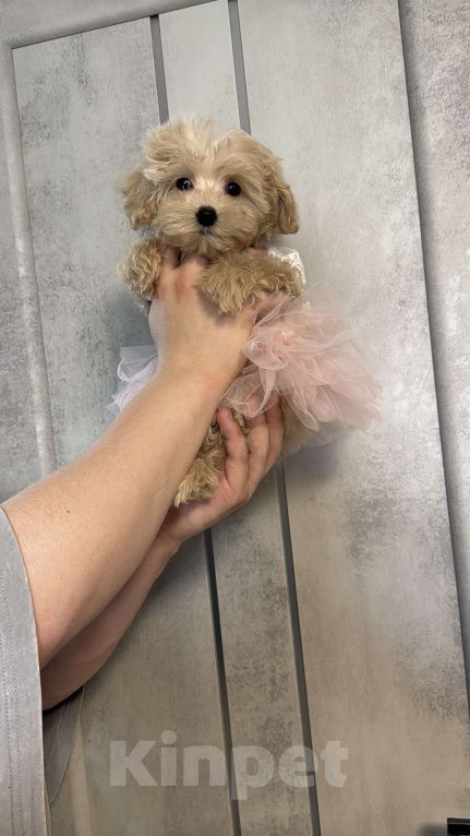 Собаки в Уфе: Мальтипу F1 девочка  Девочка, 120 000 руб. - фото 6