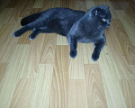 Кошки в Добрянке: Котята шотландские в ЦКК, 2 500 руб. - фото 8