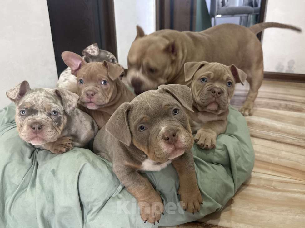 Собаки в Севастополе: Американский булли Девочка, 130 руб. - фото 1