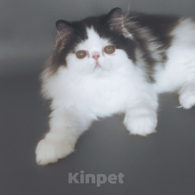 Кошки в Новосибирске: Персидский котик  Мальчик, 35 000 руб. - фото 4