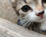 Кошки в Саратове: Котята в добрые руки Девочка, Бесплатно - фото 3