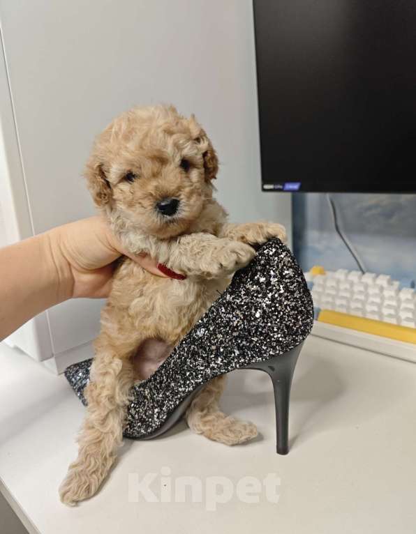 Собаки в Москве: Той-пудель карамель 🍫 Мальчик, 65 000 руб. - фото 2