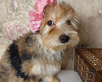 Собаки в Нижнем Новгороде: Мраморная красотка йорк Девочка, 17 000 руб. - фото 2