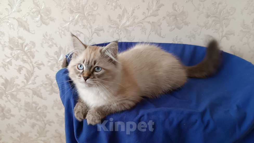 Кошки в Санкт-Петербурге: Невский маскарадный котенок Мальчик, 45 000 руб. - фото 7