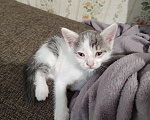 Кошки в Кемерово: Котята Разнополые, Бесплатно - фото 3