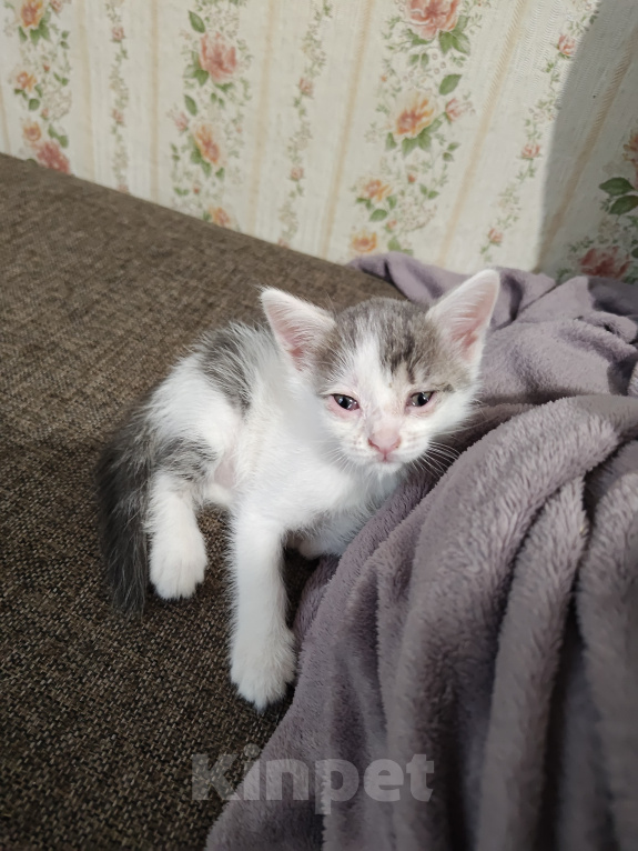 Кошки в Кемерово: Котята Разнополые, Бесплатно - фото 3