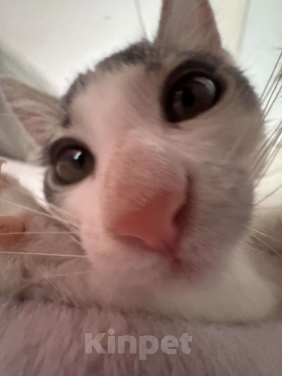 Кошки в Севастополе: Котенок ищет дом Девочка, Бесплатно - фото 1