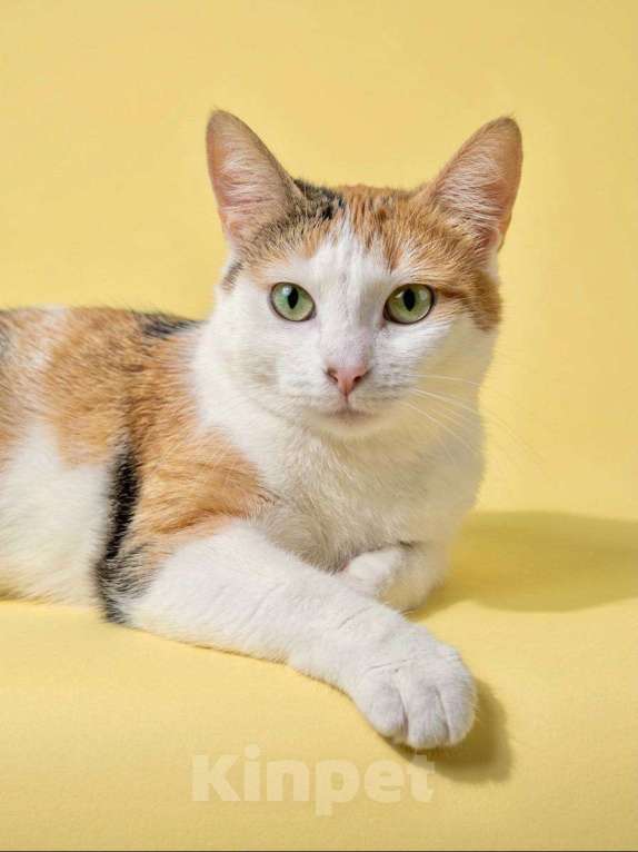 Кошки в Москве: Котенок Дофаминка ищет дом Девочка, Бесплатно - фото 5