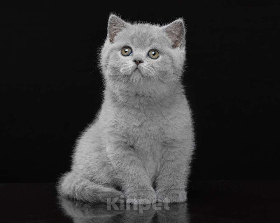 Кошки в Санкт-Петербурге: Британская девочка  Девочка, 80 000 руб. - фото 1