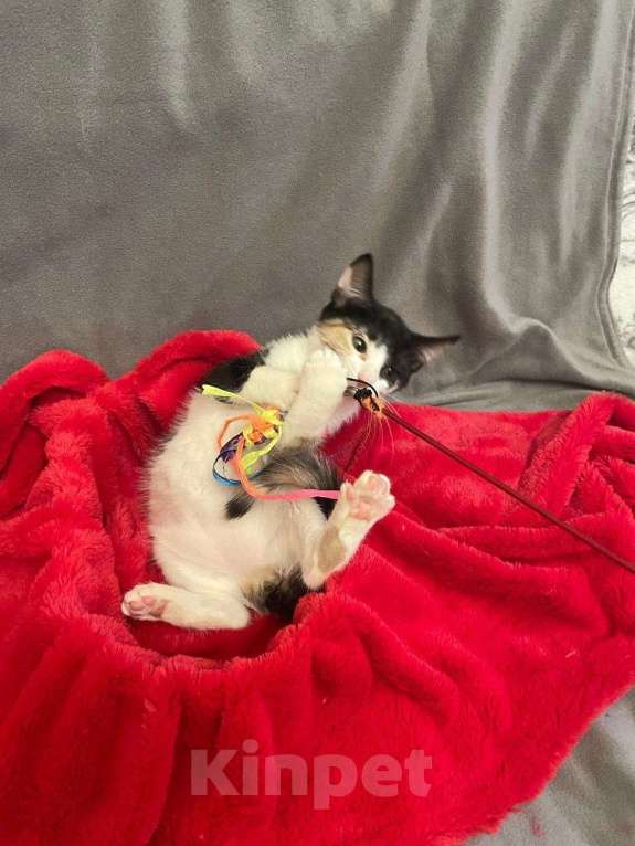 Кошки в Санкт-Петербурге: Маленькая звездочка Варенька Девочка, Бесплатно - фото 6