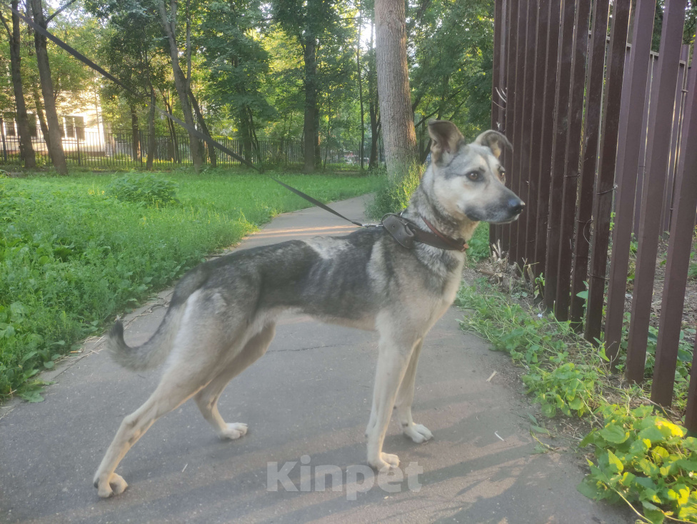 Собаки в Королеве: Эмма ищет хозяина! Девочка, Бесплатно - фото 1