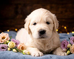 Собаки в Москве: Щенки золотистого ретривера  Мальчик, 100 000 руб. - фото 1