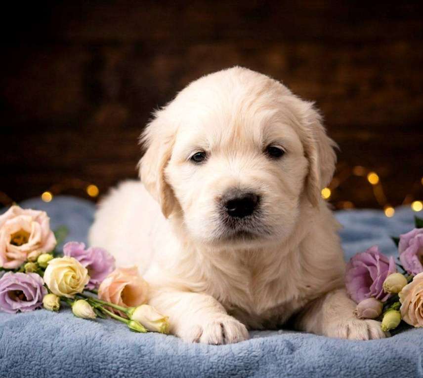 Собаки в Москве: Щенки золотистого ретривера  Мальчик, 100 000 руб. - фото 1