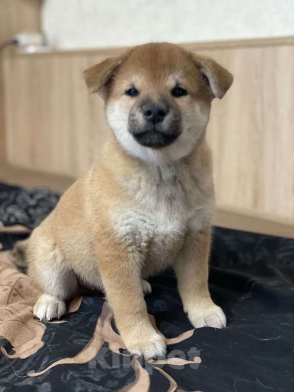 Собаки в Санкт-Петербурге: Щенок сиба-ину мальчик Мальчик, 70 000 руб. - фото 5