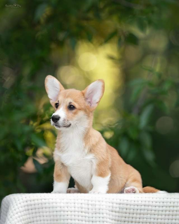 Собаки в Ростове-на-Дону: Девочки подрощенные вельш корги пемброк Девочка, 50 000 руб. - фото 2