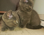 Кошки в других городах Краснодарского края: Скотиш страйт Мальчик, 5 000 руб. - фото 2