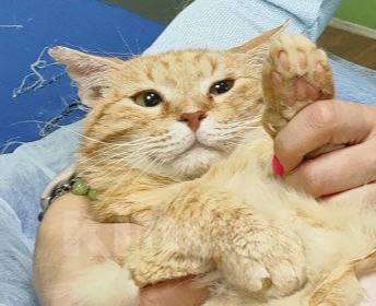 Кошки в Москве: Батя в добрые руки Мальчик, Бесплатно - фото 1