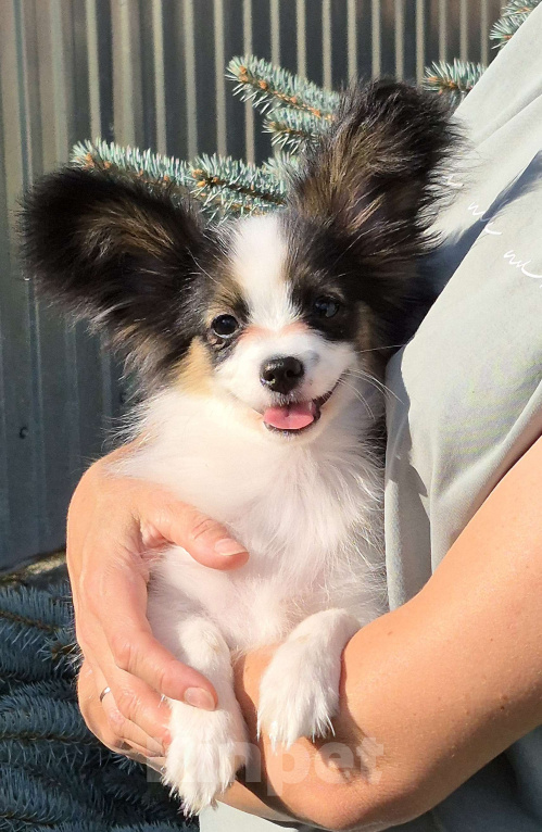 Собаки в Москве: Щенок папийона ( девочка) Девочка, Бесплатно - фото 2