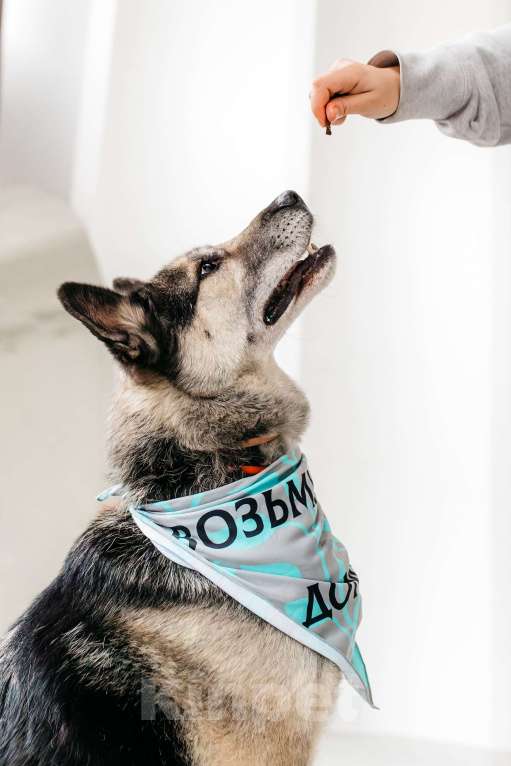 Собаки в Москве: Сложные времена порождают сильных. Суровые условия порождают выносливых. Мальчик, Бесплатно - фото 8