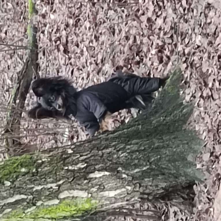 Собаки в Балашихе: Кобелёк для вязки  Мальчик, 5 000 руб. - фото 3