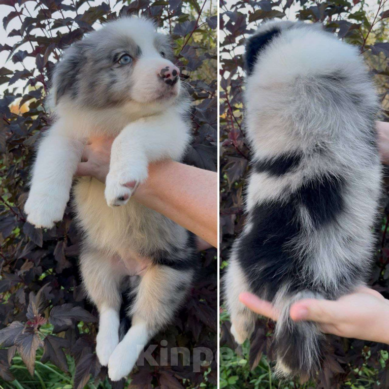 Собаки в других городах Московской области: Бордер колли шоколадные и мраморные мальчики Мальчик, 80 000 руб. - фото 7