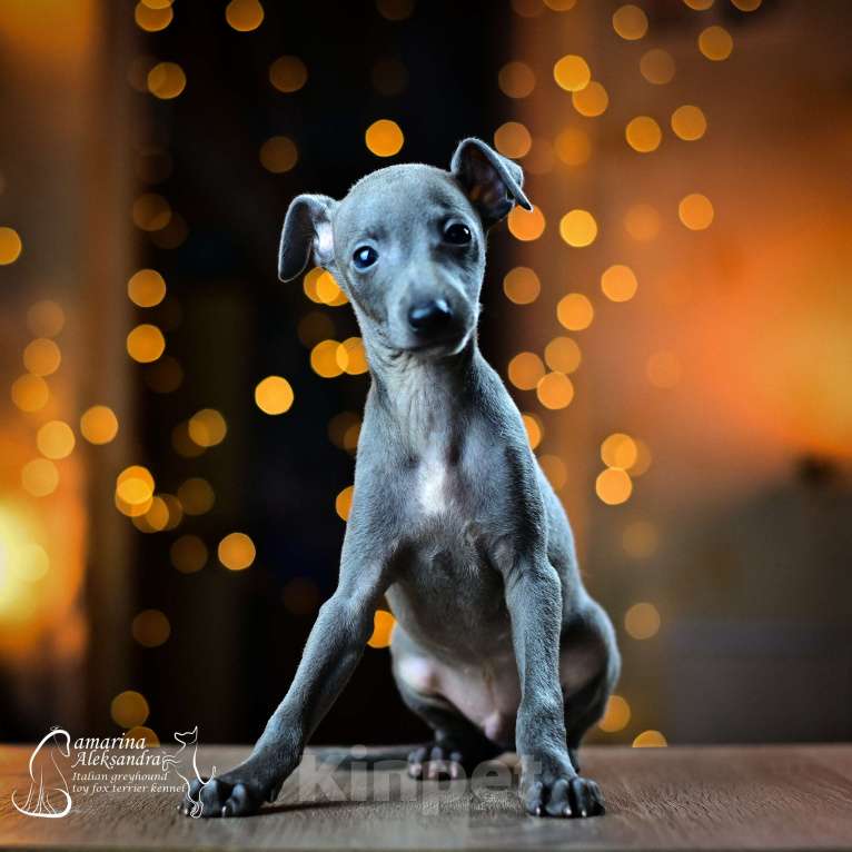 Собаки в Нижнем Новгороде: Щенок левретки Мальчик, 80 000 руб. - фото 1