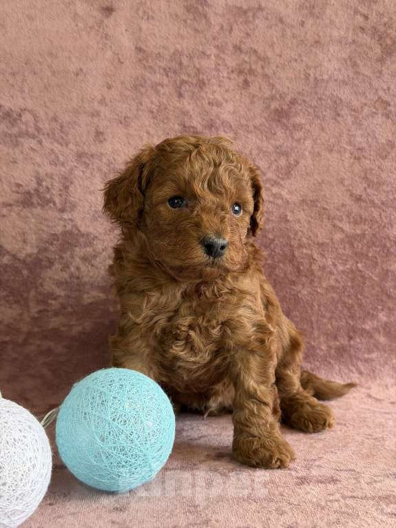 Собаки в Москве: Мальчик той пудель-штрудель Мальчик, 70 000 руб. - фото 3