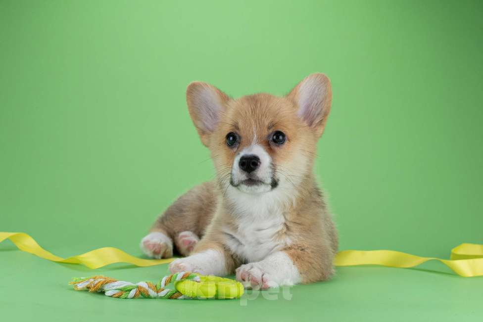 Собаки в Москве: Щенок вельш-корги девочка Девочка, 65 000 руб. - фото 6